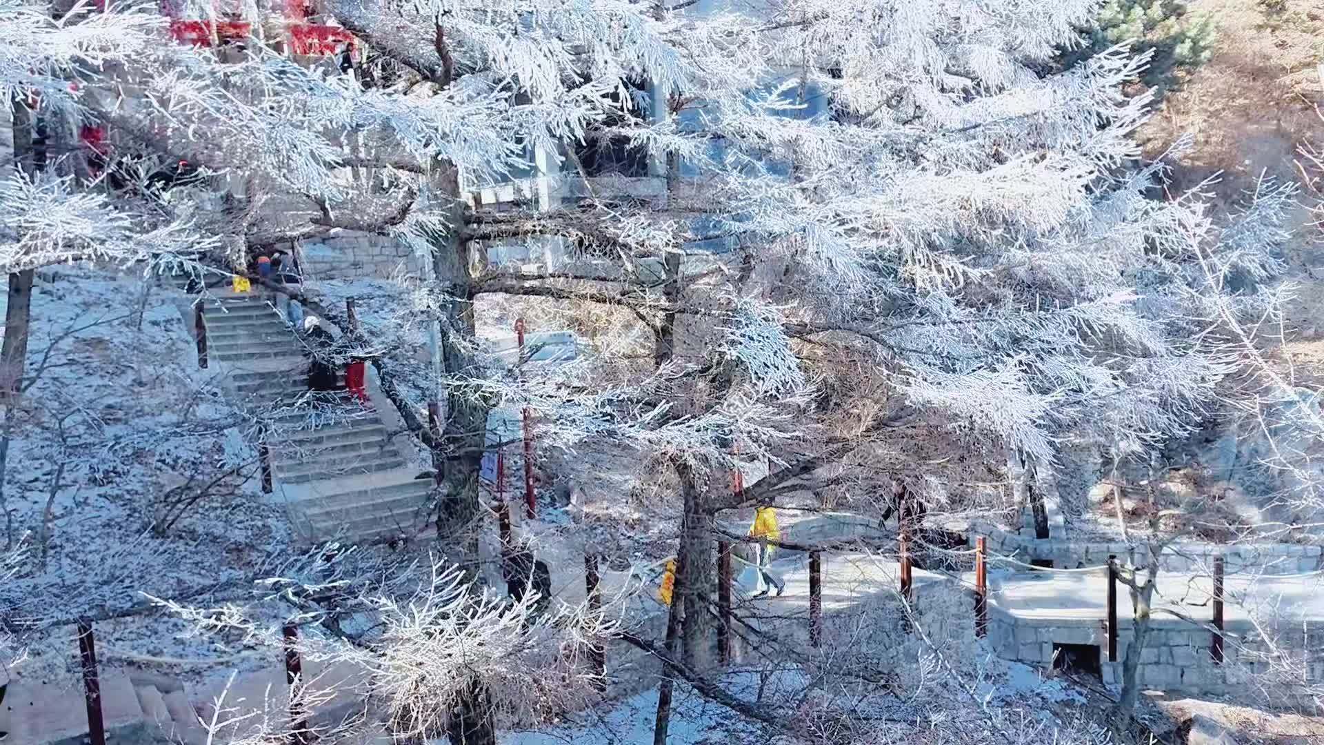 崂山巨峰冬日现雾凇奇观，银装素裹如仙境