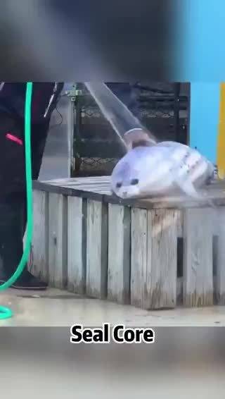 海豹～水中二哈