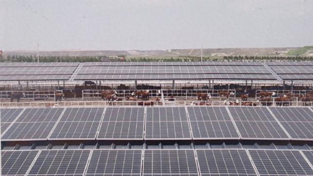 准格尔召镇一处矿区废弃土地变身为一地多用的“光电牧场”，光伏发电板下是奶牛养殖场。 准格尔召镇 供图