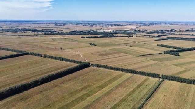 开鲁县玉米大田铺展，沃野千里绘就丰收画卷。张启民 摄