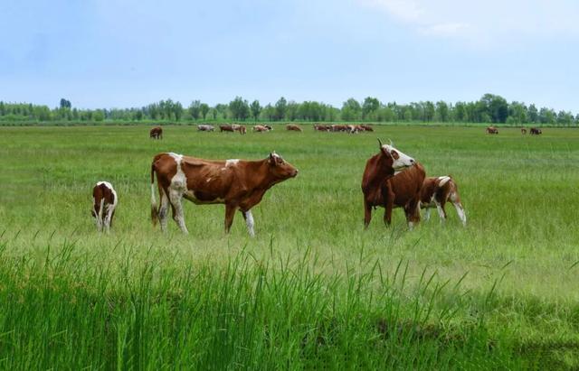 科左后旗草原上，通辽肉牛壮硕成群展活力。张启民 摄