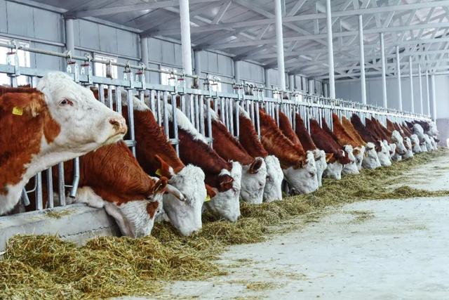 高林屯种畜繁育中心标准化养殖育优质通辽肉牛。张启民 摄