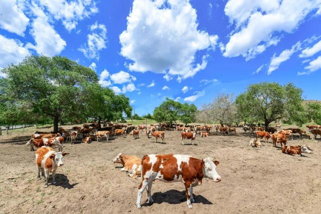 扎鲁特旗巴雅尔吐胡硕镇图布信嘎查通辽肉牛养殖势头旺。张启民 摄