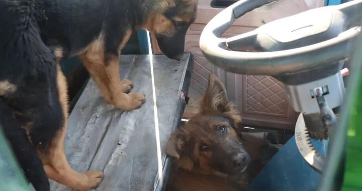 离奇！大庆一三轮车被两条狗“开走”撞上轿车