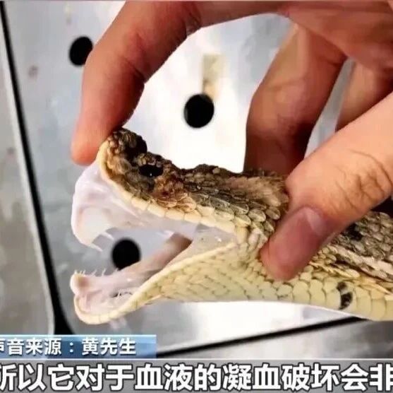 男子养五步蛇当宠物，蛇生病无法主动进食，他用手喂养被咬后截肢，专家提醒：“异宠”多来源于野生动物，可能携带病毒、寄生虫等