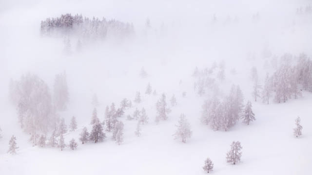 新疆哈巴河雾凇美景宛如水墨画