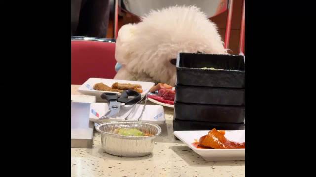 合肥一烤肉店有宠物狗上桌吃饭 回应：停业3天整改 所有餐具将销毁并更换