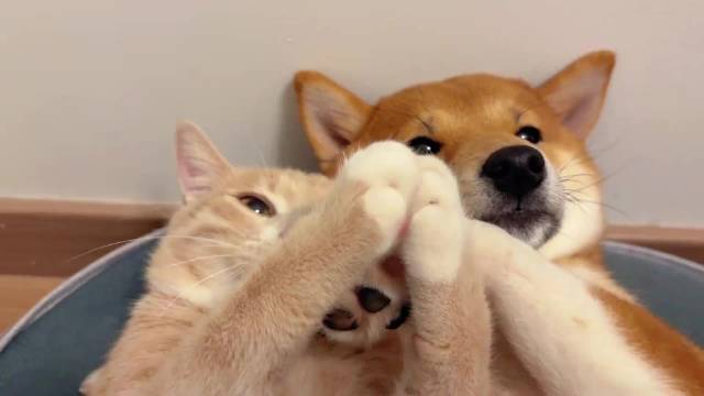 小猫小狗依偎入眠编织温柔夜曲