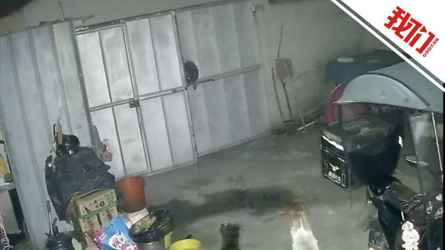 男子凌晨偷狗被发现弃车逃跑 狗主人：车上还发现死狗