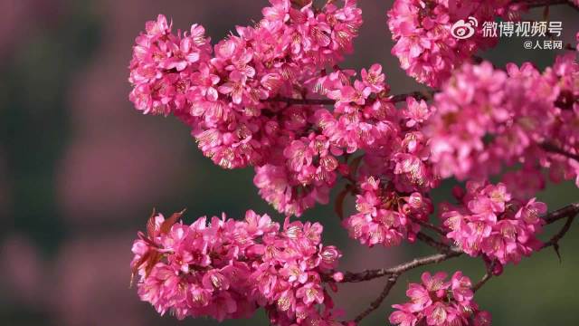 云南无量山万株冬樱花绽放，茶园樱海相映成趣