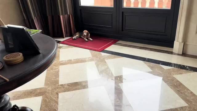 霍思燕分享珍珠刚到家的这段日子