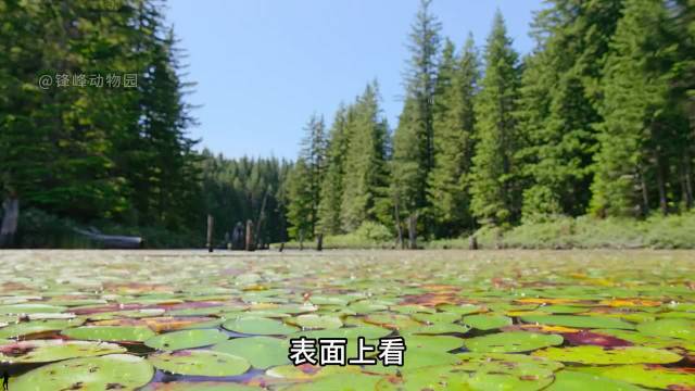 动物世界这么看是真精彩！今天才知道青蛙和蜻蜓原来是世仇啊！