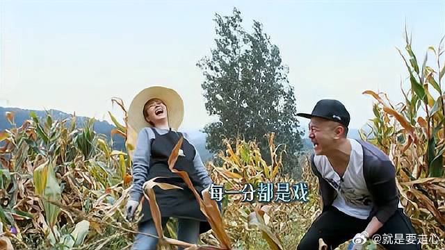 海清也是绝了，摘玉米都能在玉米地演戏，何炅都看傻了！