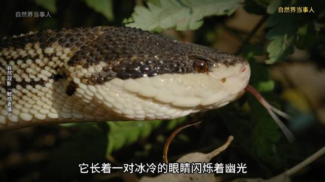世界最长蝰蛇——南美巨蝮：亚马逊的“暗夜杀手”