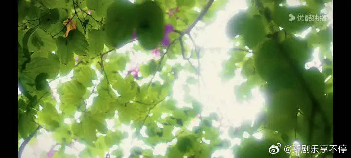 这个音乐绝了，王安宇眼镜吻