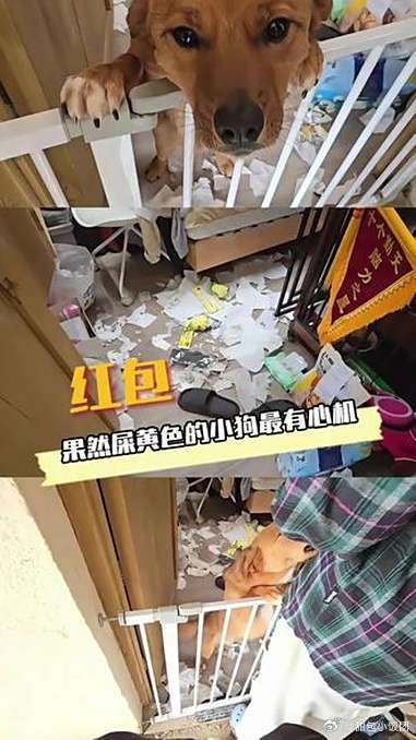 这种屎黄色的小狗最有心机