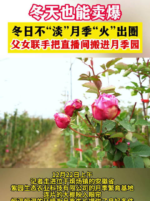 安徽父女月季园直播创销售奇迹