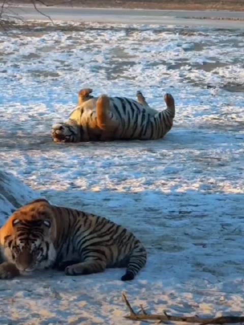 以…以~大橘为重？ 这要是再圆一点可以跨物种了，就跟海豹好像也没什么区别