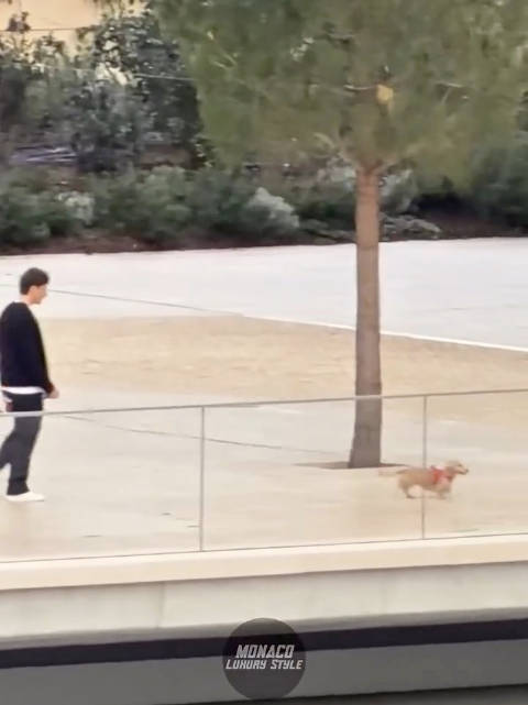 今日摩纳哥，出门遛狗的毛衣Charles