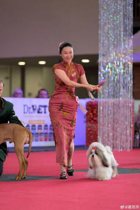 霍思燕爱犬国际赛事夺冠引关注