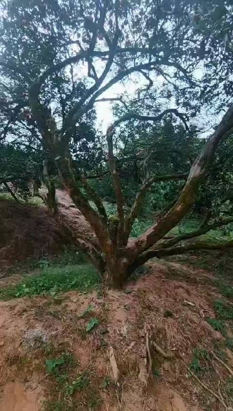 浦北百年大红柑老树孕育富硒陈皮