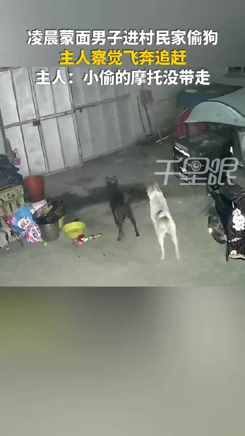 猖狂！男子凌晨投毒偷狗被发现弃车逃跑