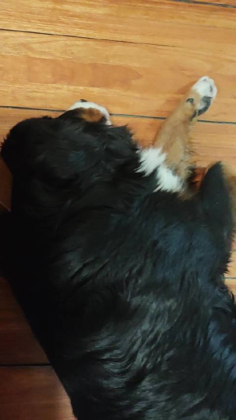 谁把摩托车开我屋里了