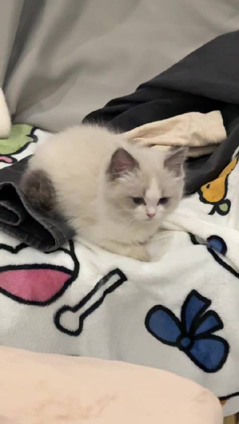 冬冬猫抓伤慌慌猫手手