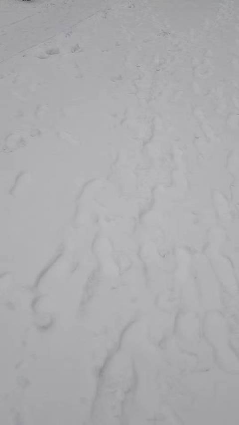 我的妈咪 沈阳下雪了 妈咪你来沈阳玩好不好 我请你吃铁锅炖大鹅