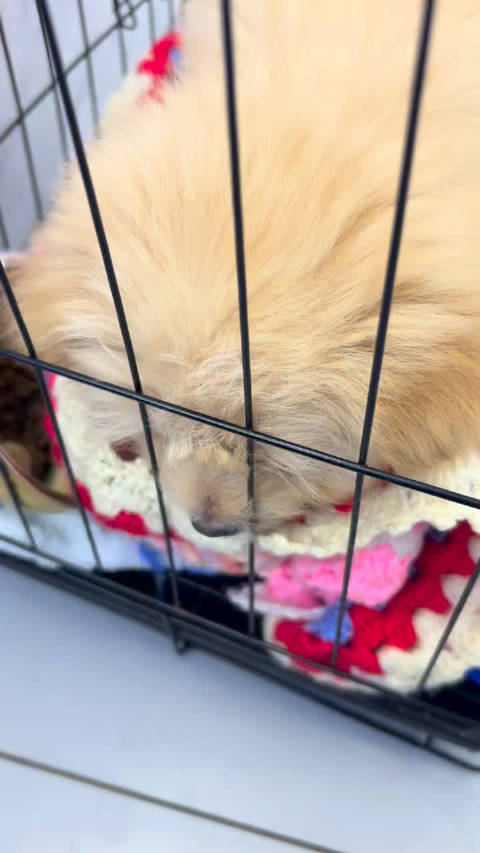 昆明女学生垃圾桶旁捡到病危弃犬，急寻五华区宠物医院