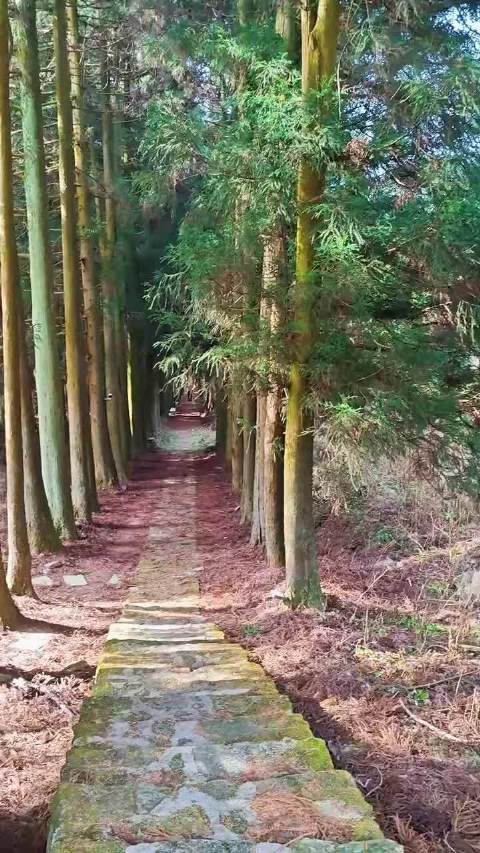 晨光朝露映叶尖，薄光苏醒道早安