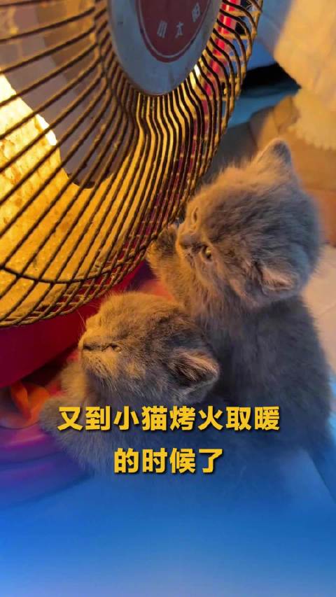 冬天小猫的幸福具象化了