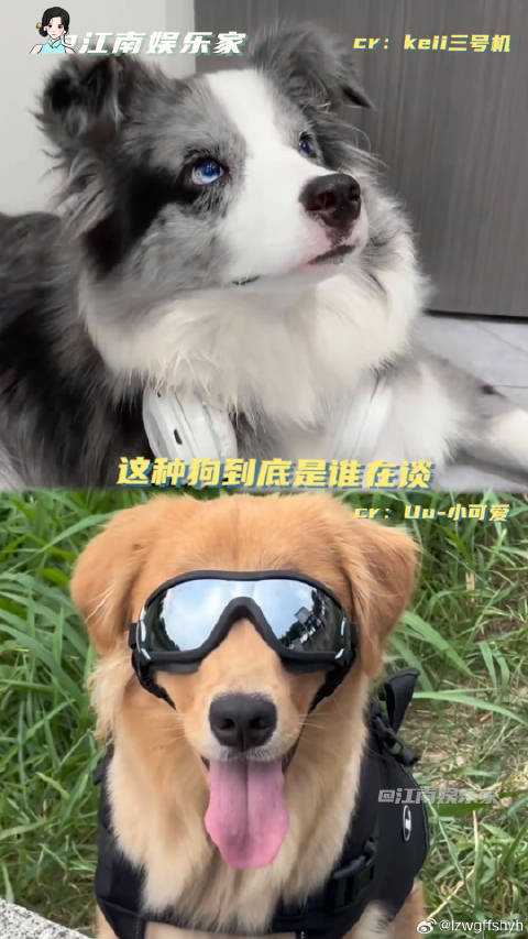 建议一人分配一个这样的！陨石边牧反差微博VC计划