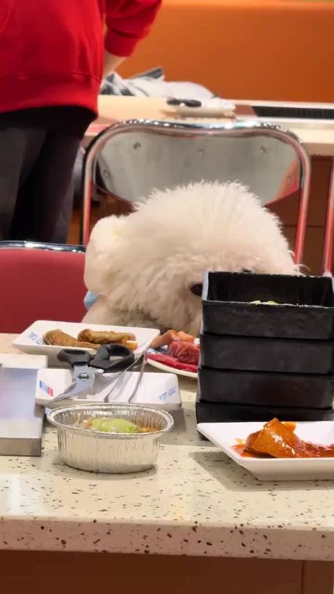 合肥一餐饮店因宠物狗上桌舔食停业整顿，狗主人被追责