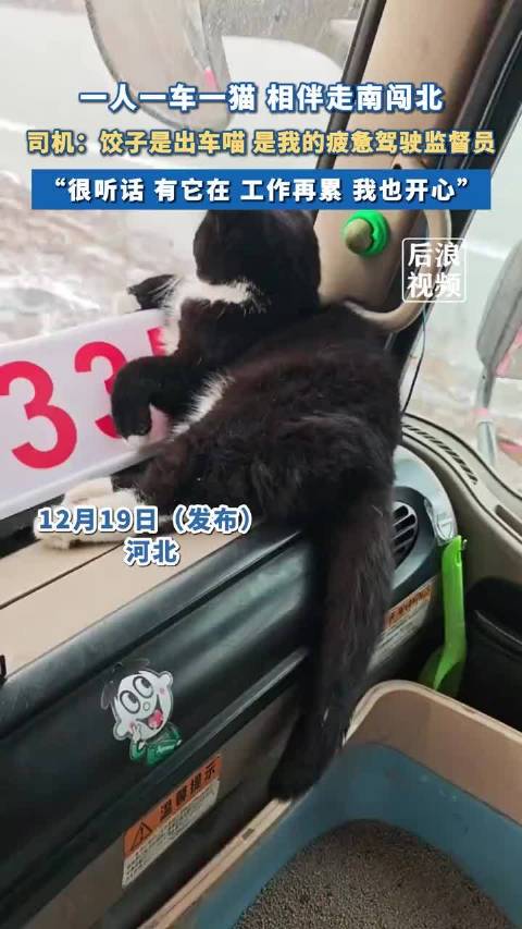 货车司机携猫同行走南闯北，称其是疲惫驾驶监督员