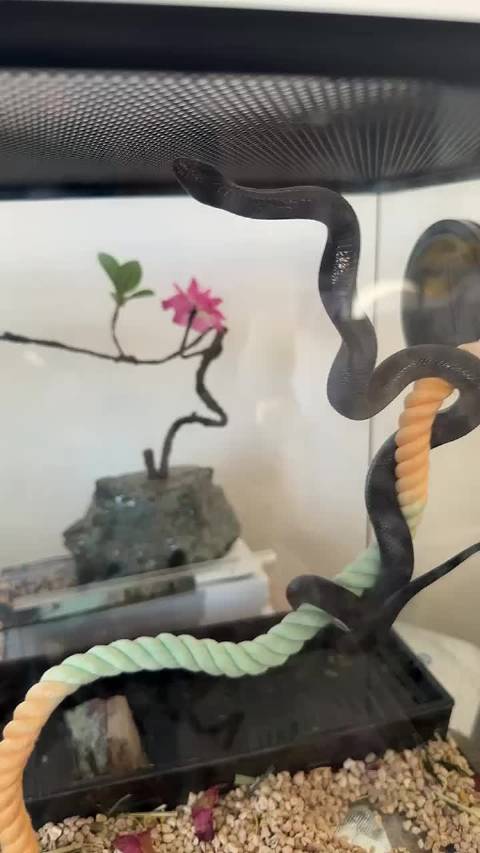 铁柱今天超级开心，有越狱倾向