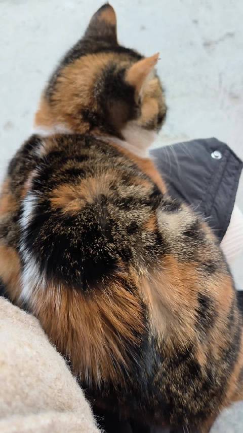 小猫冬冬赖身致主人值班迟到拒食板栗