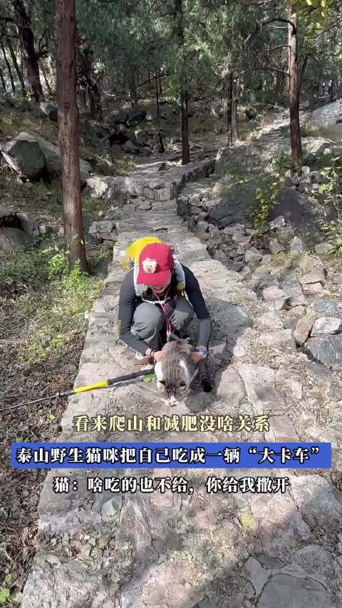 泰山野猫吃成卡车体型引热议