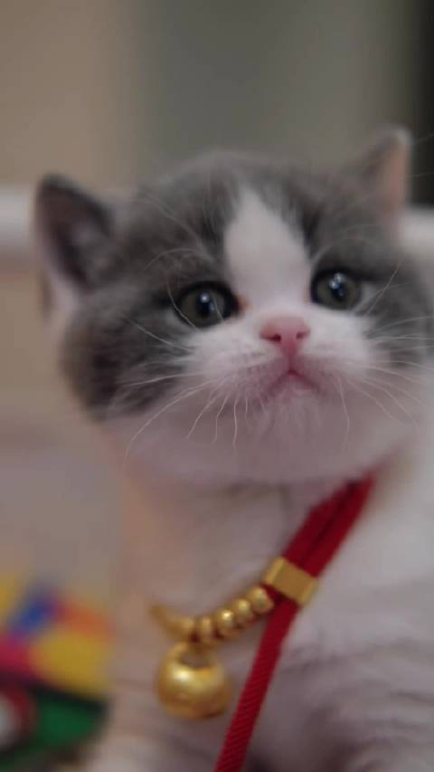 甜蜜小猫！爱到心坎里！