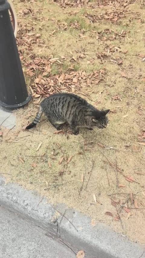 大宝学校新现猫咪海参，学生起名贴切