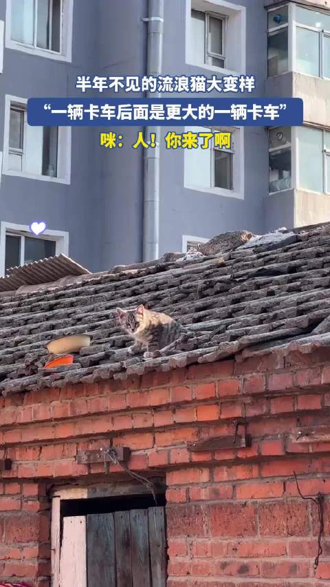 半年不见的流浪猫大变样，“一辆卡车后面是更大的一辆卡车”