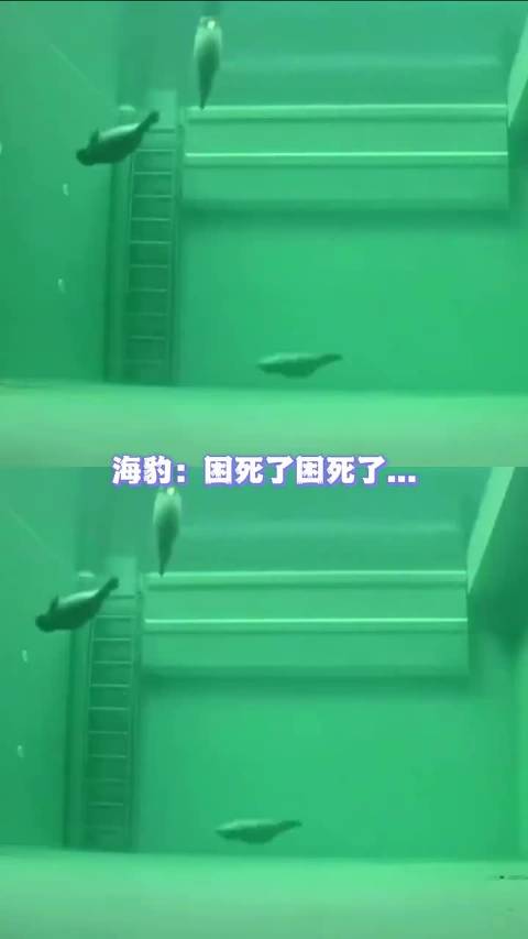 原来海豹能在水里生存不是因为能在水里呼吸，而且因为特别能憋气啊