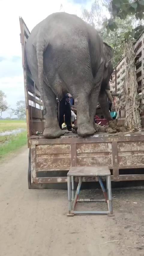 屏住呼吸！看大象如何凭着一张小板凳，步步后退走下卡车