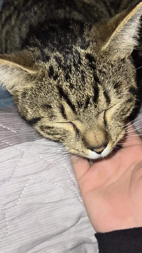 全体都有，调大音量听小猫开拖拉机