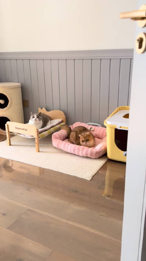 娜娜姐丁香色英短小鹿色英短巧克力加白英短巧克力英短肉桂色英短