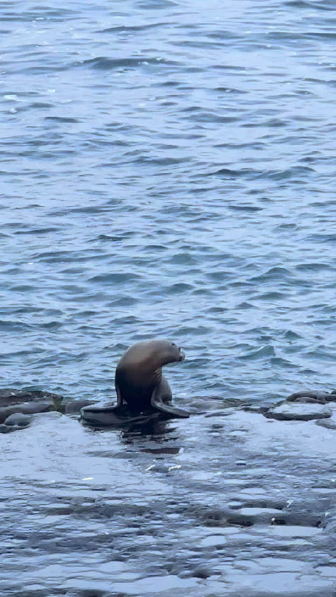 La Jolla Cove 的海狮 海豹 各种海鸟 非常惊喜