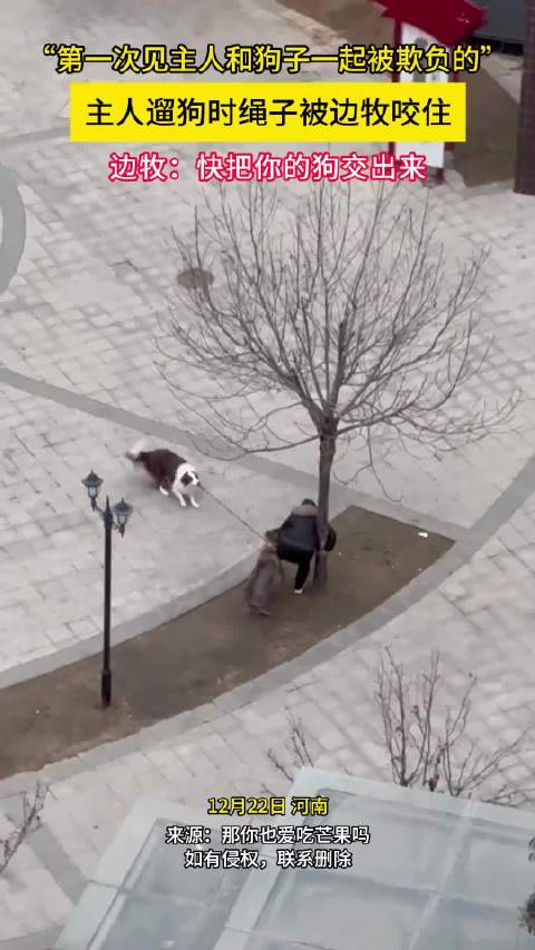 河南一主人遛狗时绳子被边牧咬住