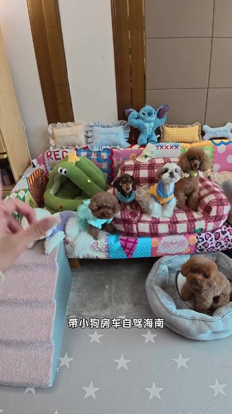 带6只小狗房车自驾海南第一天，新的交通工具，太有趣了～ 宠物vlog 海南