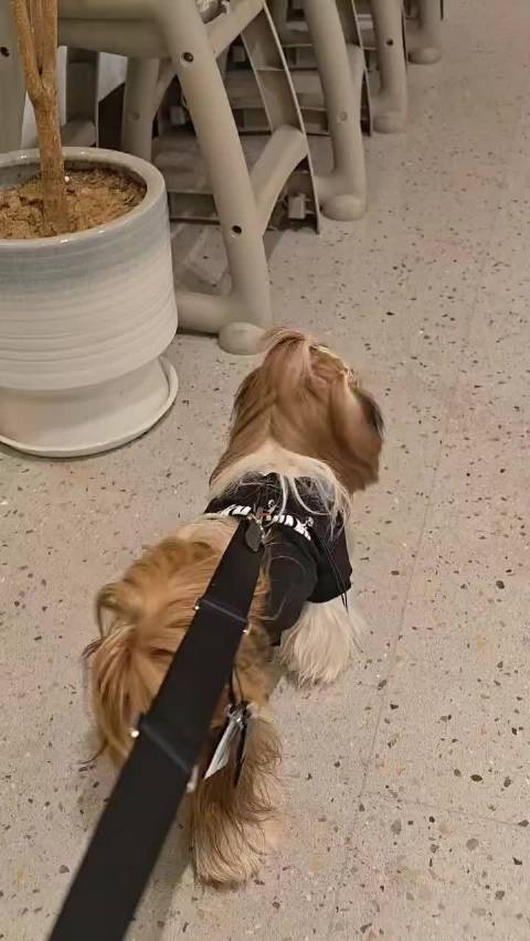 王嘉尔揭秘衣服两孔设计用途，替代牵引绳便捷实用