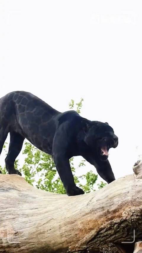 黑豹的黑是五彩斑斓的黑
